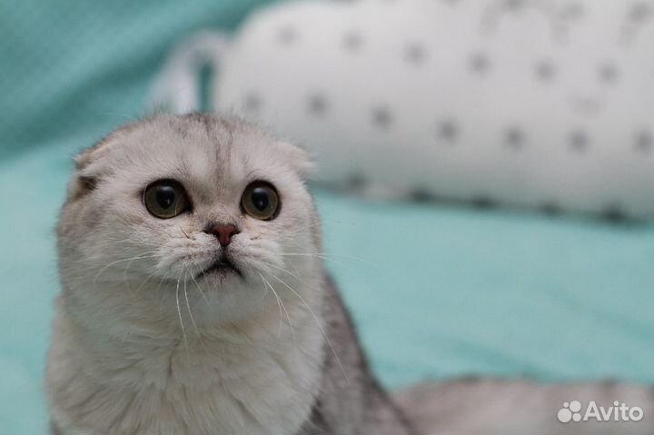 Скоттиш-фолд, серебристая, золотая шиншилла отдам