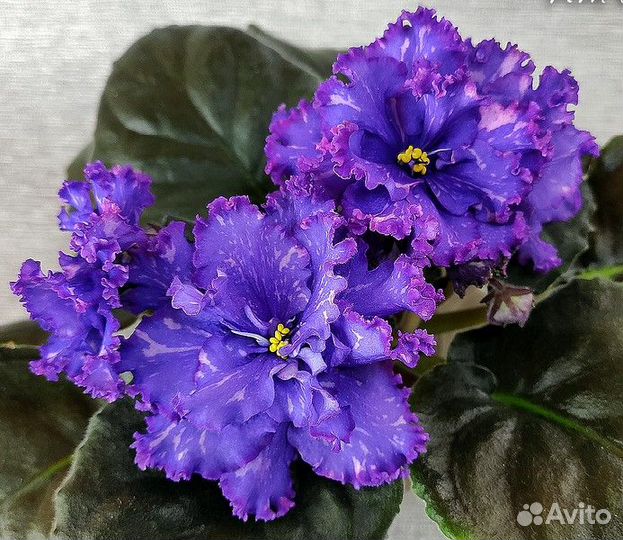 Фиалки стандарт