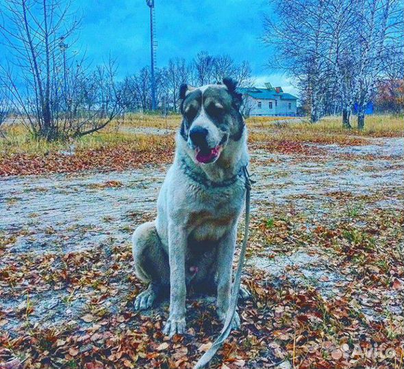 Вязка Кавказский Волкодав Алабай