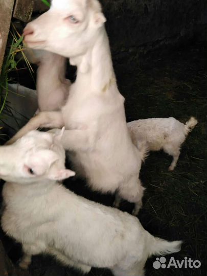 Продаются козы