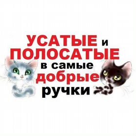 Котята в добрые руки бесплатно