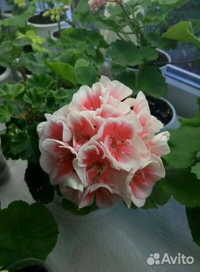 Пеларгония сортовая