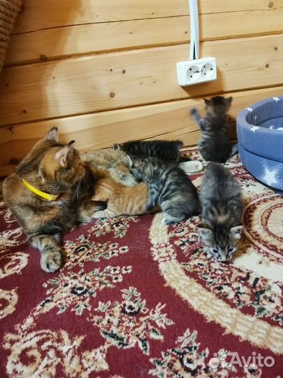 Котята курильский бобтейл