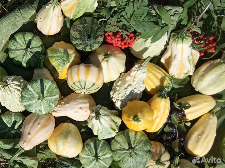 Тыква декоративная