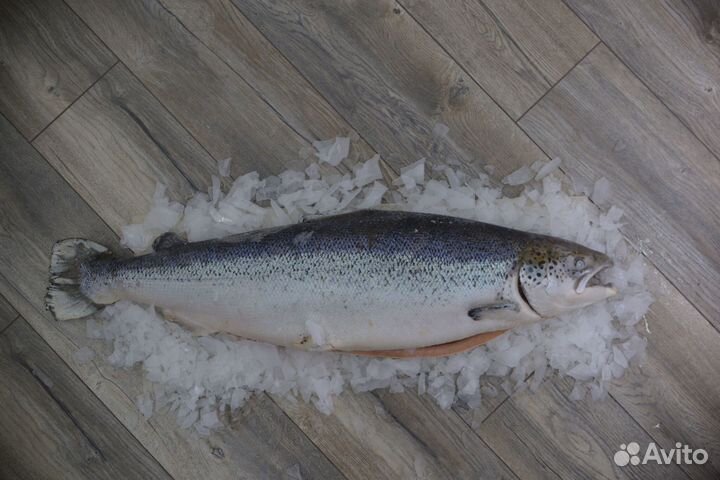 Семга охлажденная