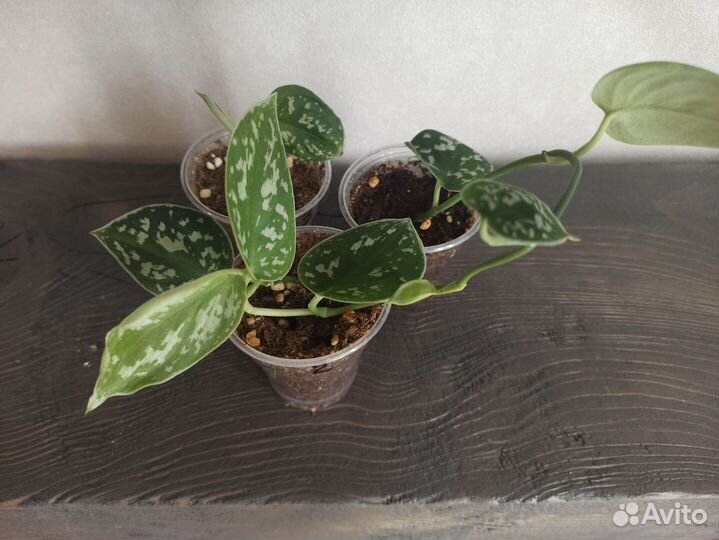 Комнатные растения