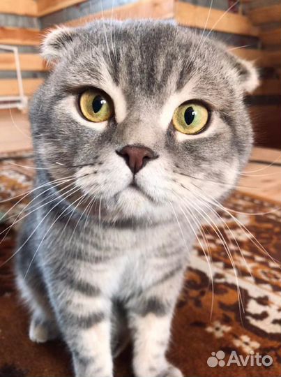 Вязка шотландец вислоухий