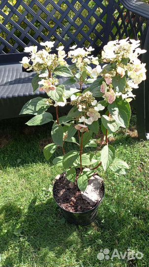 Гортензия взрослые кусты