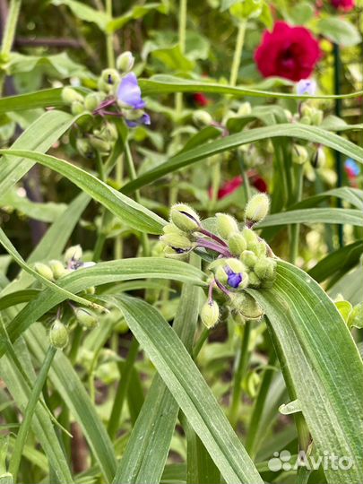 Традесканция, Ромашки