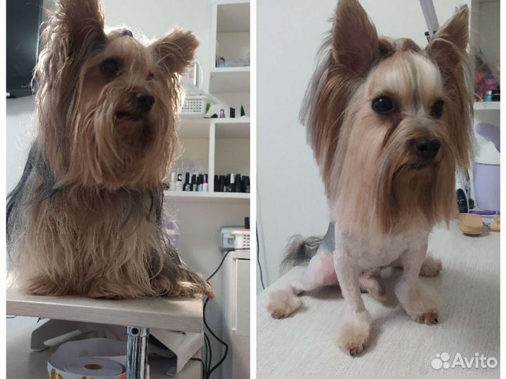 Стрижка собак и кошек