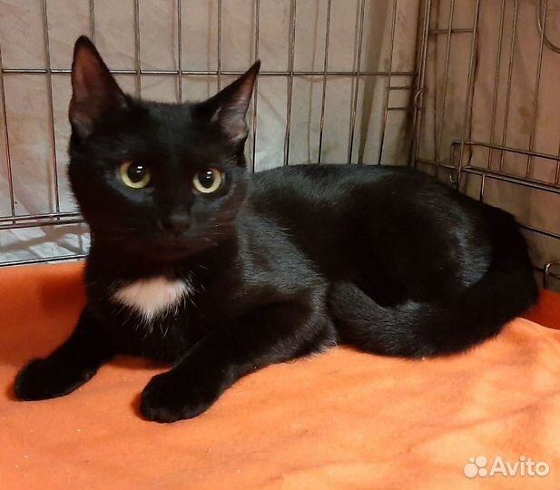 Молодая кошка с шелковистой шёрсткой в дар