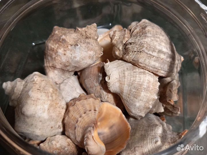 Морские ракушки улитки