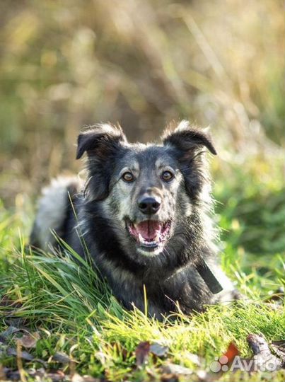 Собака в добрые руки