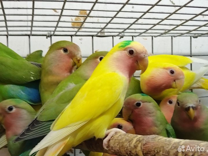 Попугай неразлучник птенцы 2-3мес