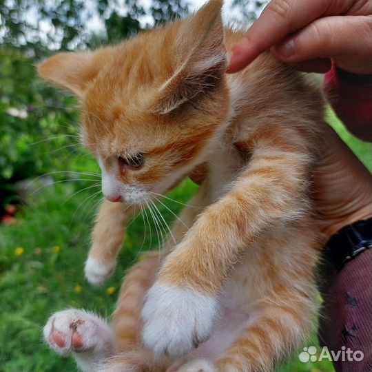 Котята в добрые руки бесплатно