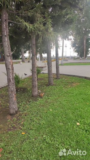 Дворник г. Обь