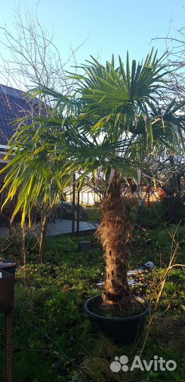 Пальма трахикарпус Форчуна Trachycarpus fortunei