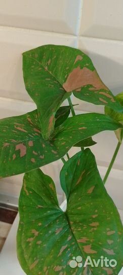 Сингониум,Пинк Сплеш,Конфетти