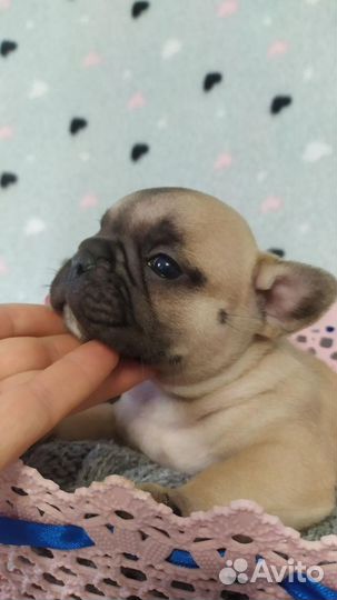 Вязка палевый кобель