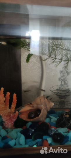 Рыбки гуппи