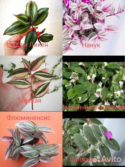 Традесканции более 10 видов, коллизия, рео