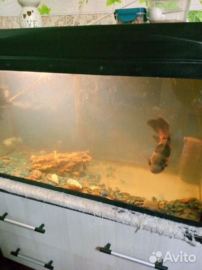 Аквариум с рыбками