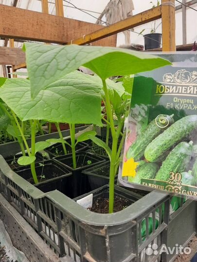 Продам рассаду