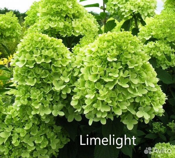 Гортензии разные сорта