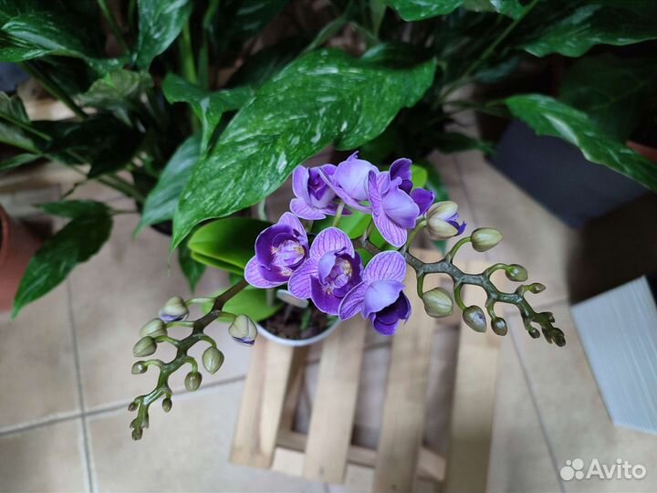 Орхидея Violet Queen пелор