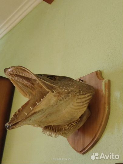 Голова щуки