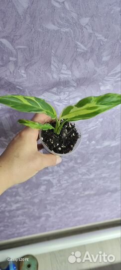 Спатифиллум дели индонезия