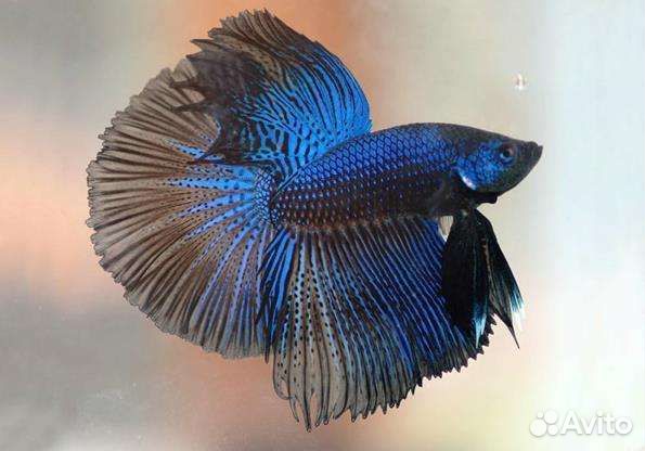 Аквариумные рыбки