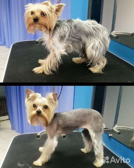 Грумер стрижка собак с выездом на дом