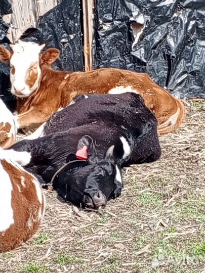 Бык и 2 телки