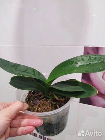 Орхидея фаленопсис