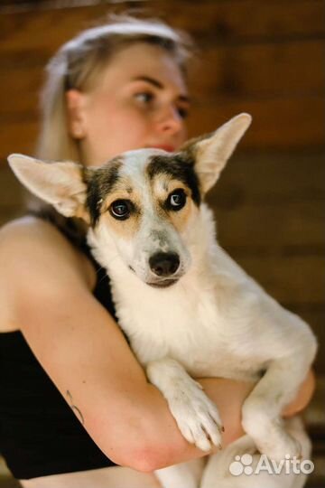 Очаровашка Мальта в добрые руки