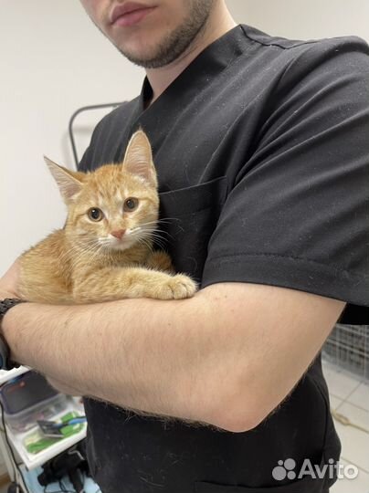 Кошечка 3 месяца Лея