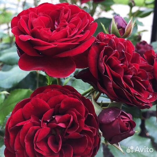 Розы флорибунда Лаваглут, Герцогиня Кристиана