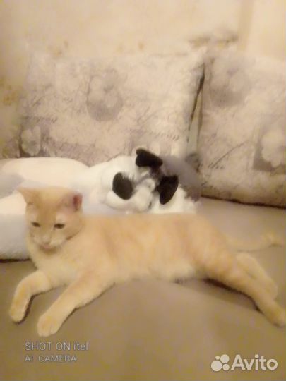 Породстый котик ищет дом