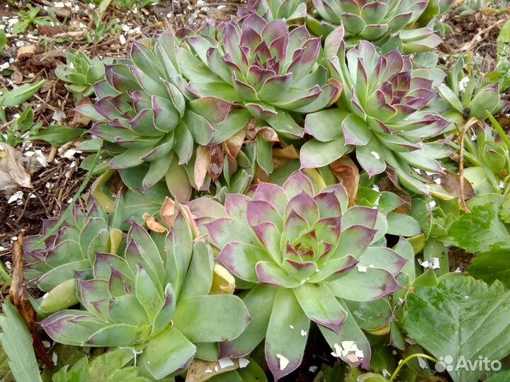 Очиток видный, эверса, молодило, вербейник