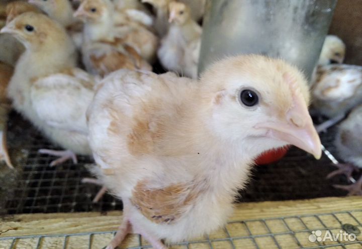 Цыплята, индюшата бшг, инкубационное яйцо