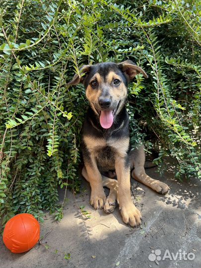 Щенки метисы овчарки в добрые руки