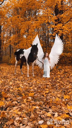 Аренда прокат крылья