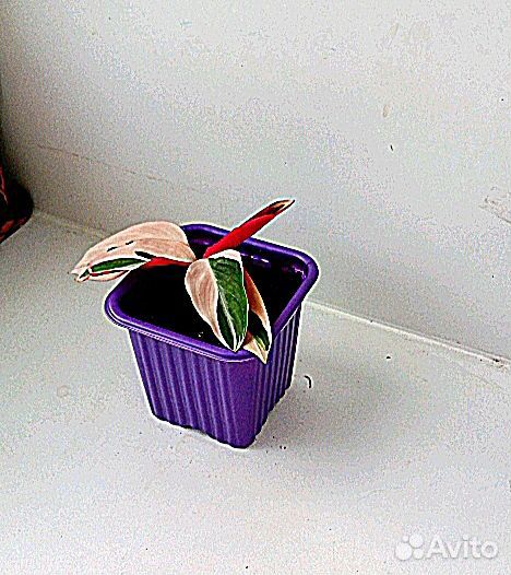 Строманта триколор