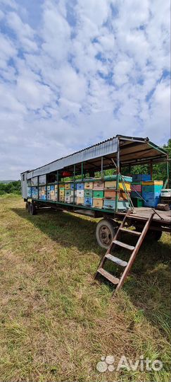 Мед разнотравье