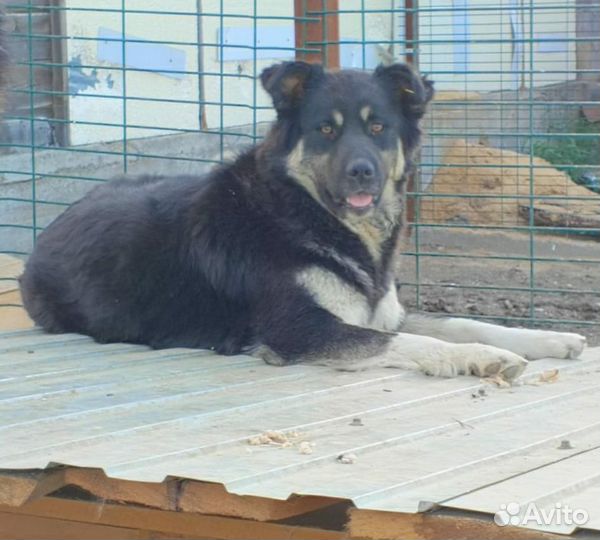 Машка стерильна