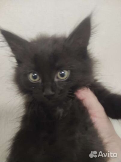 Кошка в дар