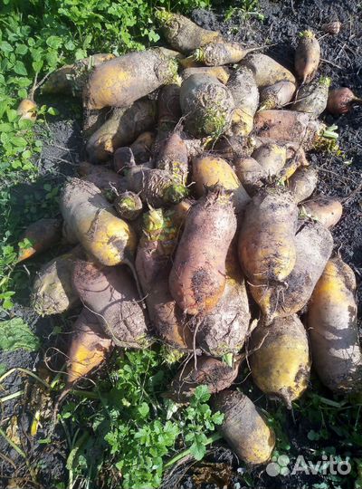 Бураки / свёкла кормовые