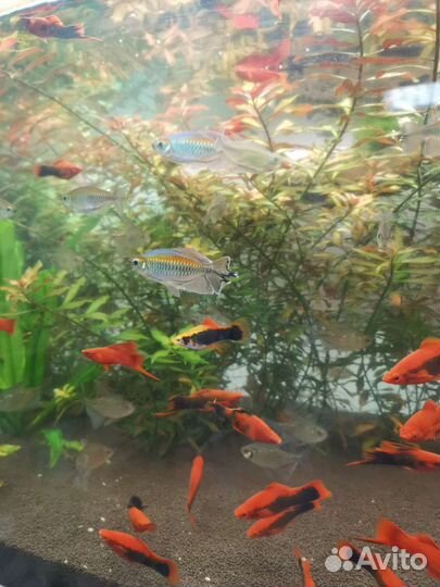 Аквариумные рыбки