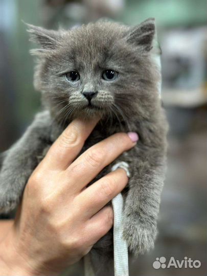 Кошка в дар бесплатно